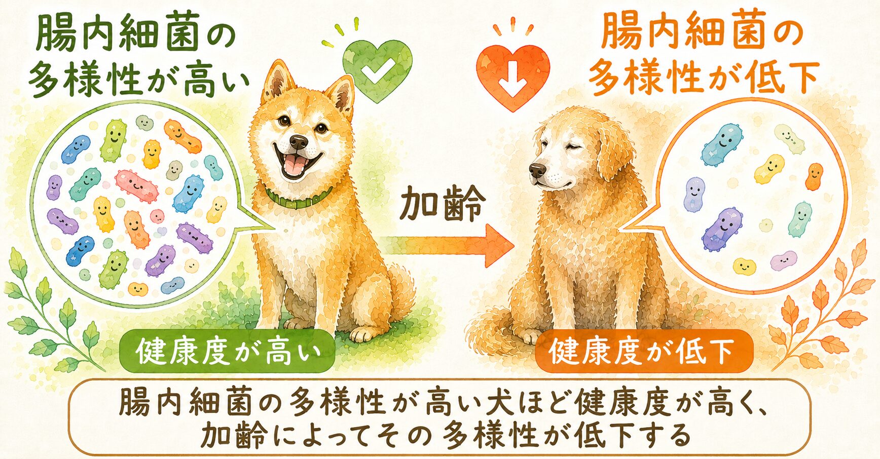 腸内細菌叢データを分析